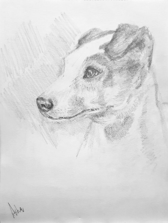 Set of two Russel Terriers