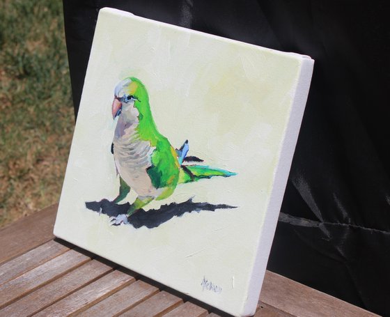 Monk Parakeet