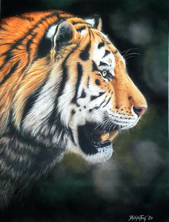 Tiger portrait