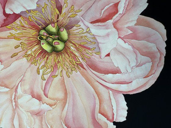 Whispering Peonies