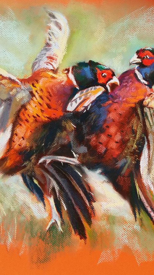 Fighting pheasants by Magdalena Palega