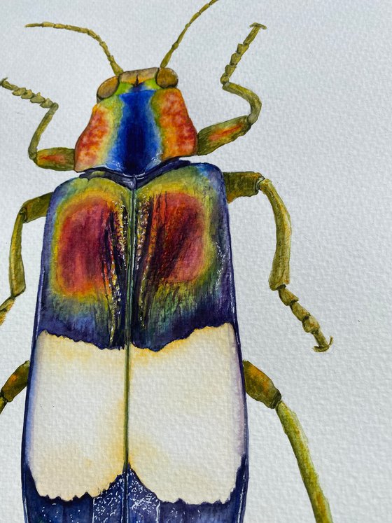 Radiant Majesty: Chrysochroa Edwardsi Beetle 2