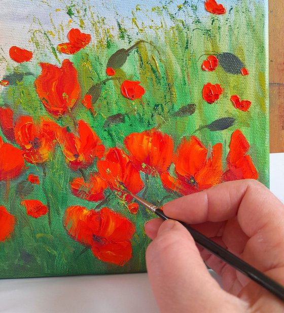 Poppy field in summer 3