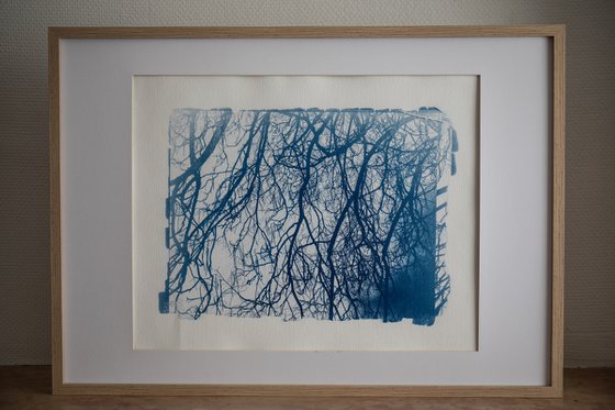 Cyanotype Photography - The Image Flow