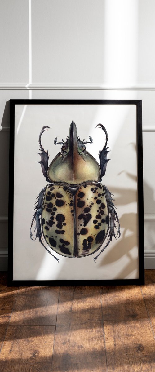 Dynastes tityus, Eastern Hercules Beetle by Katya Shiova