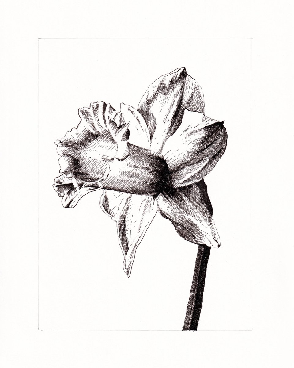 Daffodil I by Louis Savage