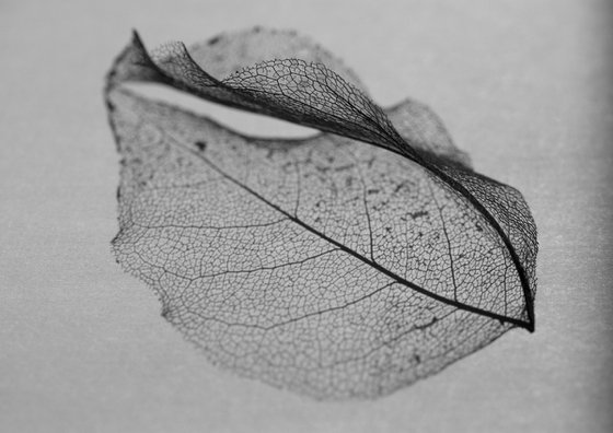 Skeleton Leaf I