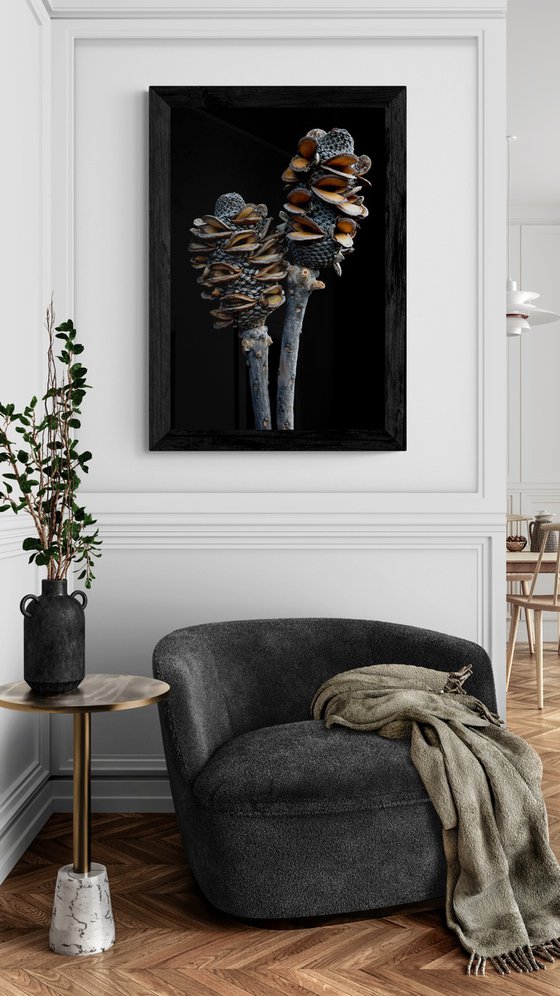 Banksia Pods