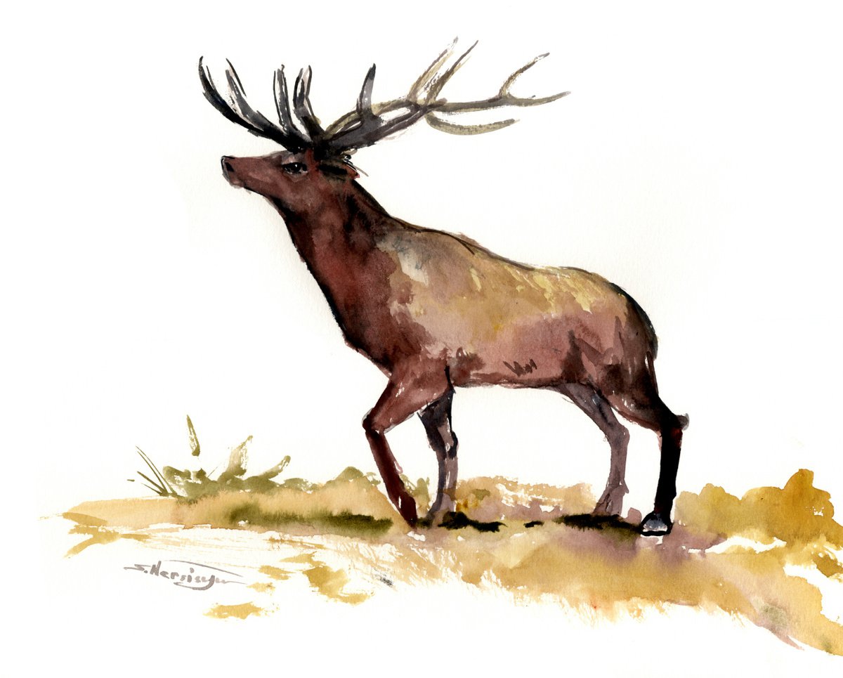 White-tailed Deer by Suren Nersisyan