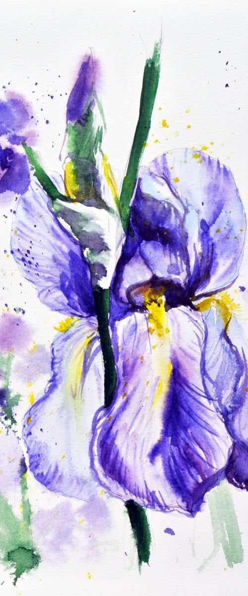 Iris by Ksenia Astakhova