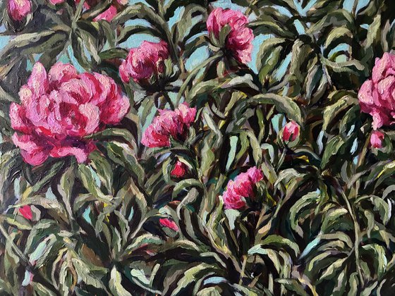 Peonies