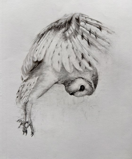 Feathered Hunter, Owl Sketch