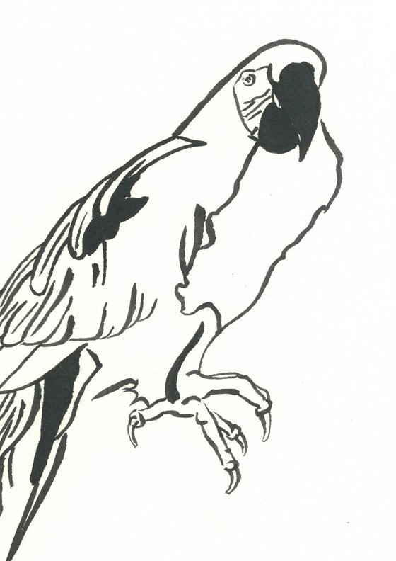Parrot I Animal Drawing