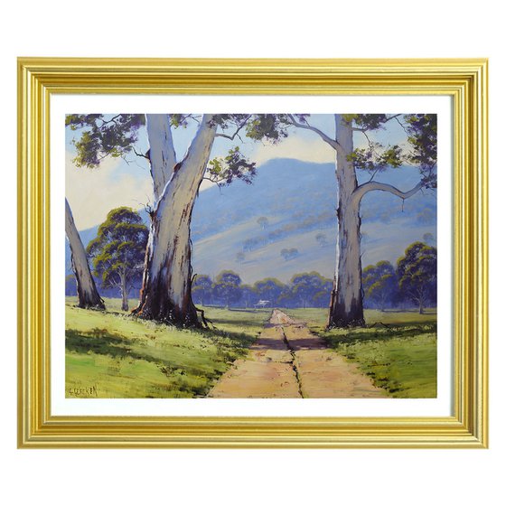 Australian Valley Gum Trees