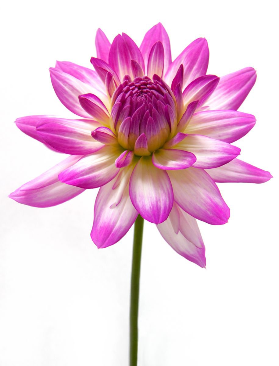 Photorealistic Botanical Photograph By Michael Filonow, 26 X 32", Botanical 10, Original Artwork