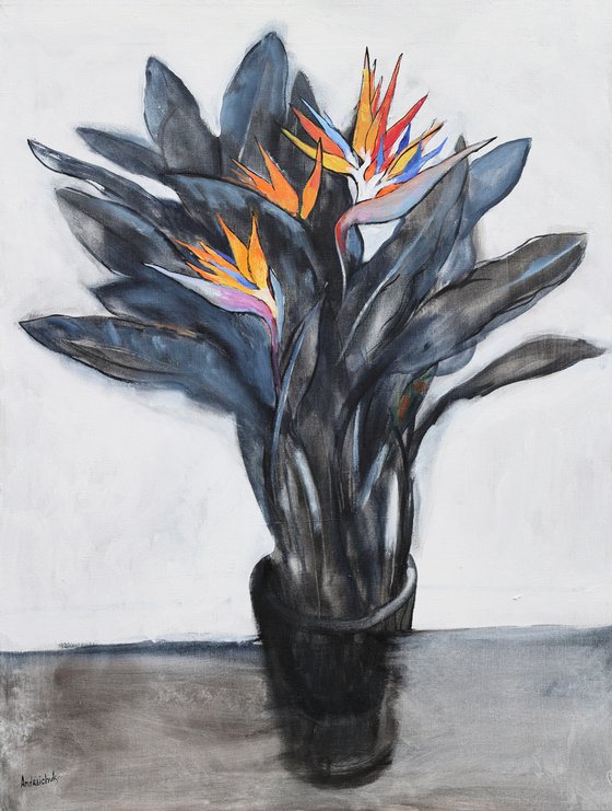 Strelitzia (Bird of Paradise)