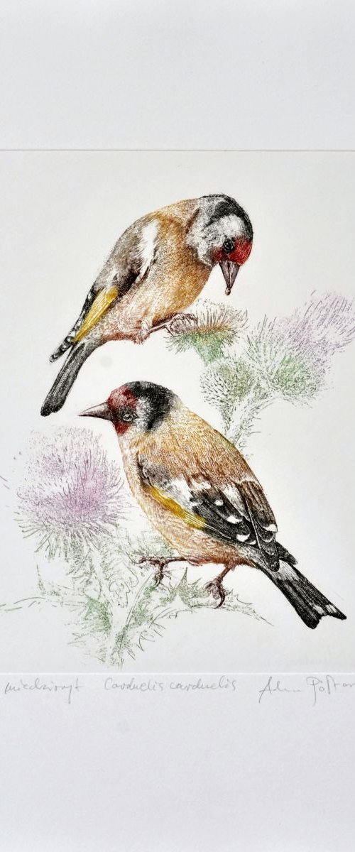 European goldfinch (Carduelis carduelis) by Adam Półtorak