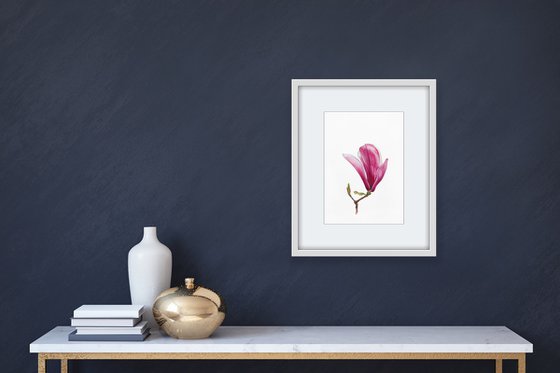 Magnolia blossom. Opening of the flover. Original watercolor artwork.