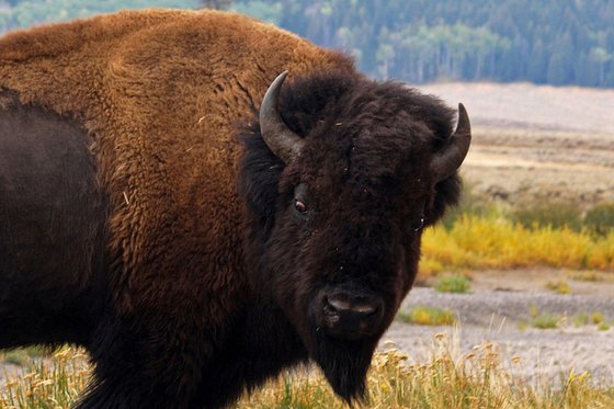 Wandering Yellowstone Bison