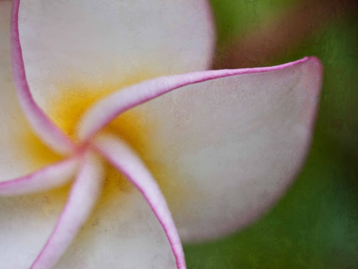 frangipani flower by Emily Hughes