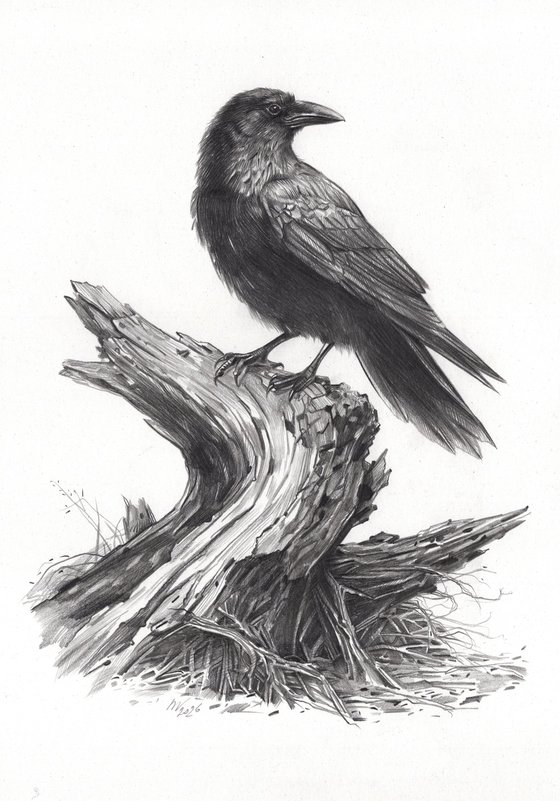 Crow on Driftwood