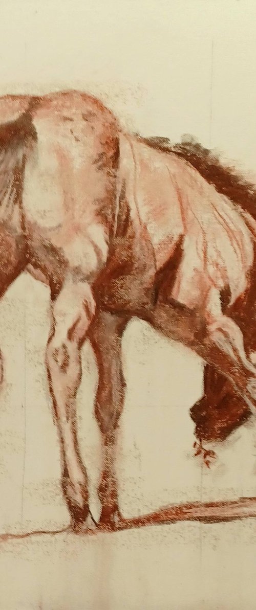 A Good Colt by Jo Van Kampen