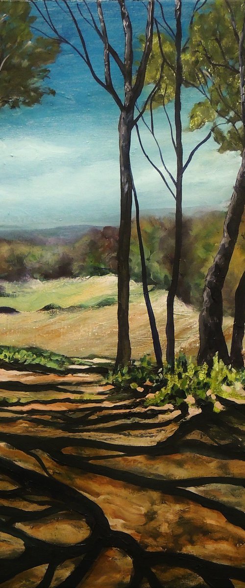 Woodland path by Malcolm Macdonald