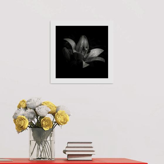 Lily Blooms Number 8 - 12x12 inch Fine Art Photography Limited Edition #1/25
