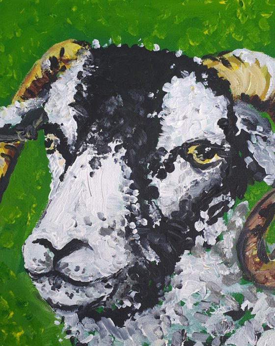 "Swaledale sheep II"