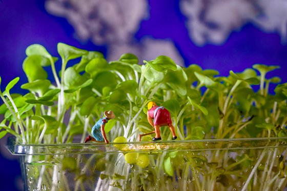 Cress Harvest