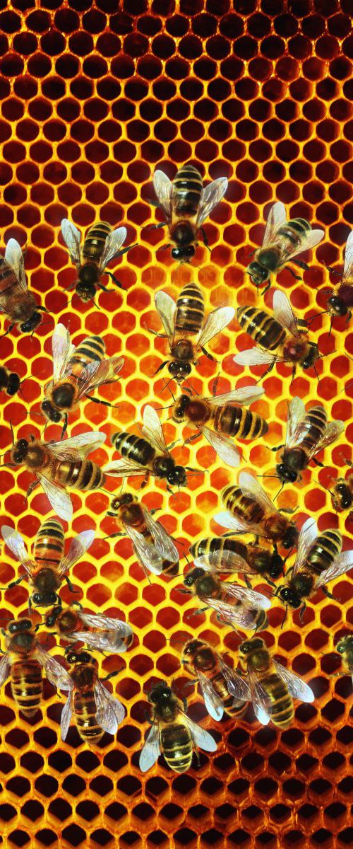 No Bees No Honey by Gandee Vasan