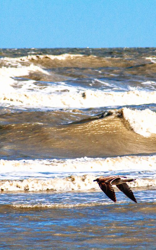 Flying Seagull on Stormy Sea by Bruno Paolo Benedetti