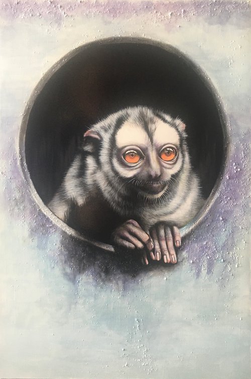 Portrait of a Three Striped Night Monkey by Karl Hamilton-Cox