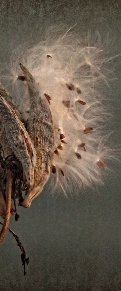 Milkweed Pod by Barbara Storey