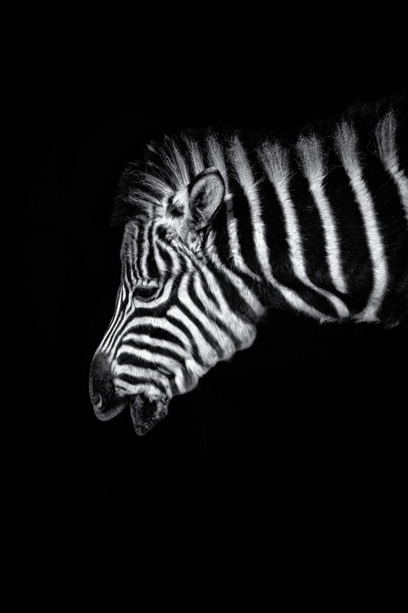 Animal Photograph By Paul Nash, 16 X 24", Baby Zebra Portrait, Original Artwork