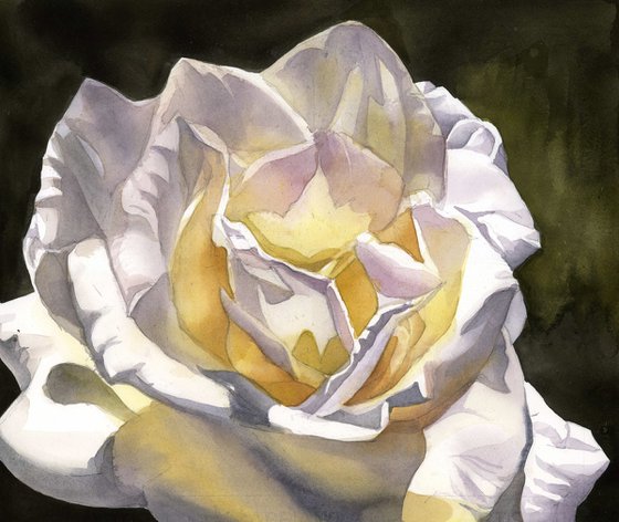 white rose watercolor floral