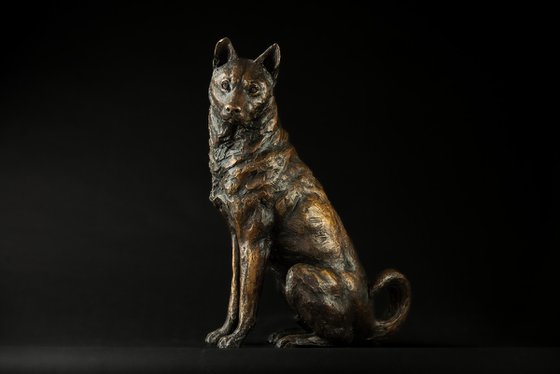 Sitting Jindo FB