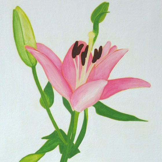 Pink Lily