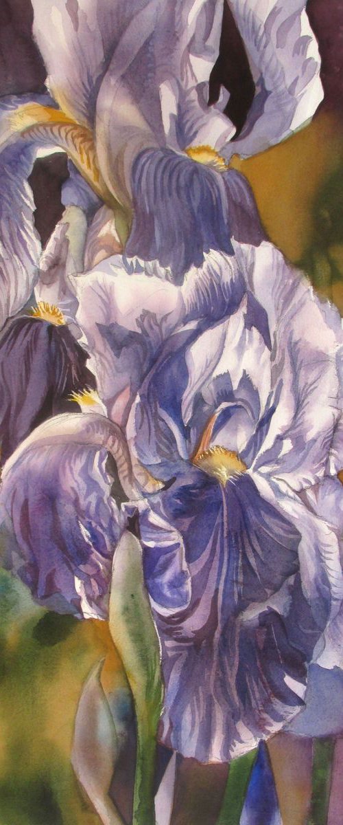 spring irises by Alfred  Ng