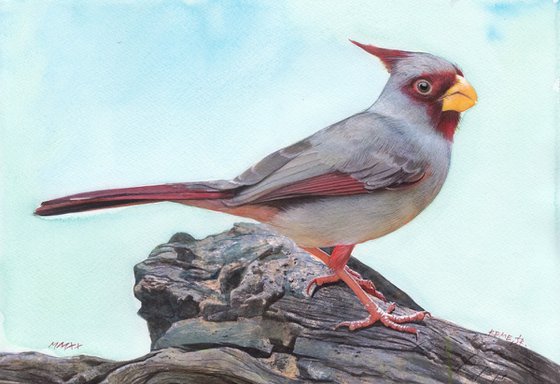 PARROT - BIRD LXXVIII