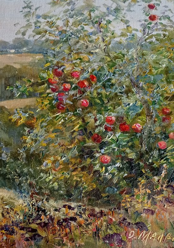 Red apples. Abandoned garden