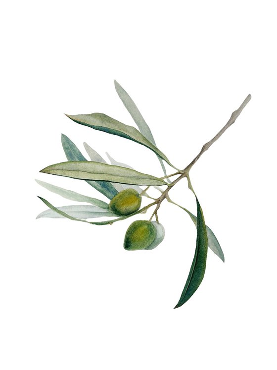 Olive branch