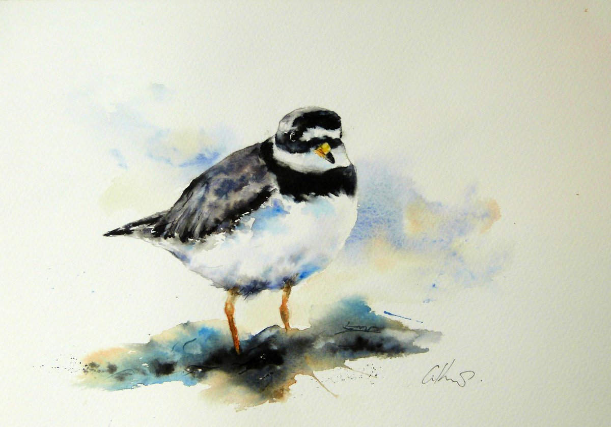 Ringed Plover. by Graham Kemp