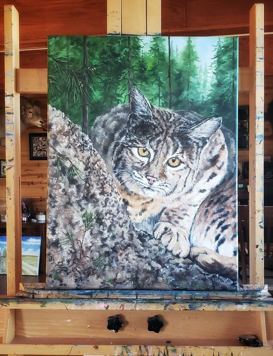 "The Stare Down" - Wildlife - Bobcat - Big Cats