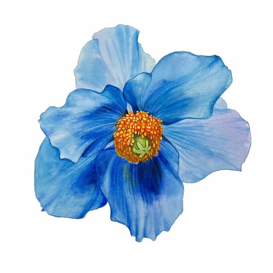 Blue poppy. Original watercolor artwork