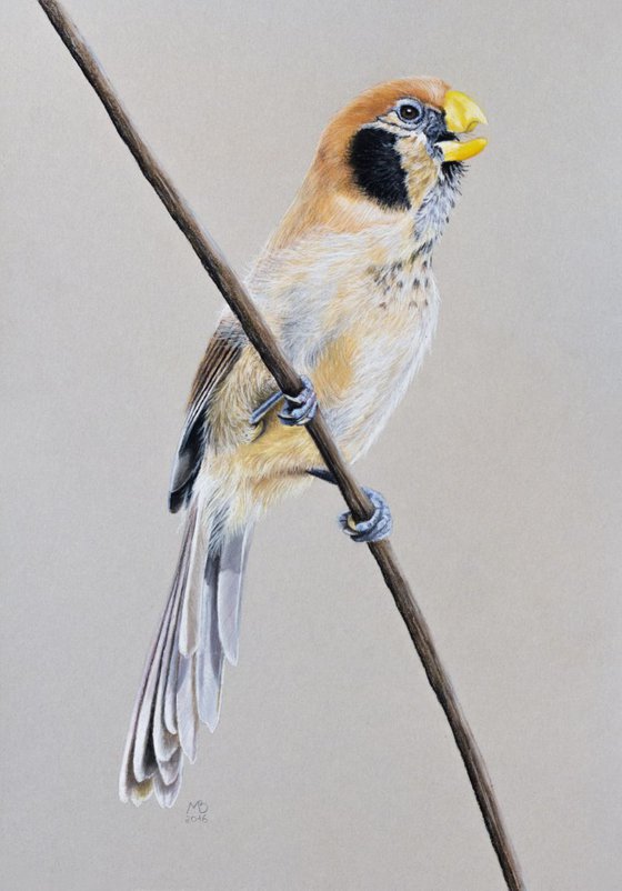 Original pastel drawing "Spot-breasted Parrotbill"