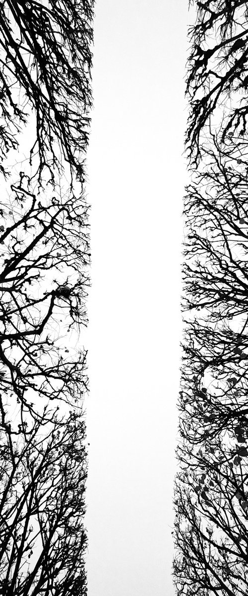 Branches of Silence by Gilliard Bressan