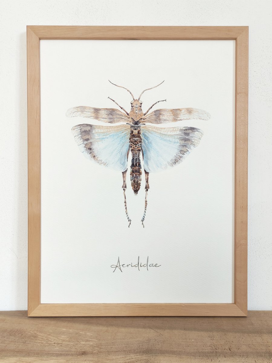 Acrididae by Yana Dulger