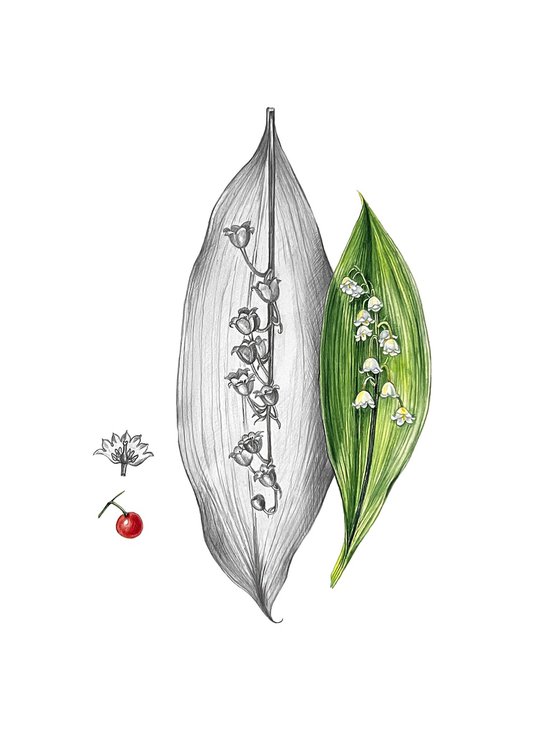 Lily of the valley