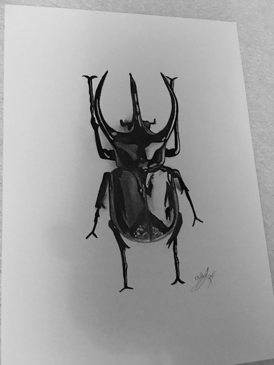 Beetle